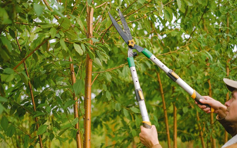 Tree trimming in Rosiclare, IL